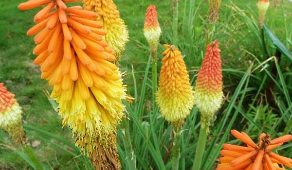 火炬花图片大全 火炬花花语及寓意 火炬花有哪些品种