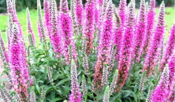 火炬花图片大全 火炬花花语及寓意 火炬花有哪些品种