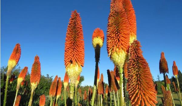 火炬花图片大全 火炬花花语及寓意 火炬花有哪些品种