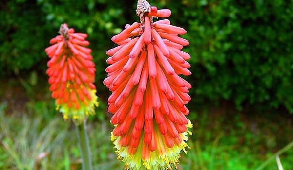 火炬花图片大全 火炬花花语及寓意 火炬花有哪些品种