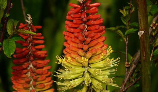 火炬花图片大全 火炬花花语及寓意 火炬花有哪些品种
