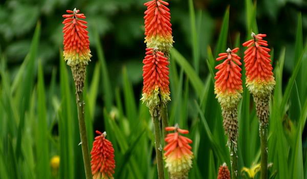 火炬花图片大全 火炬花花语及寓意 火炬花有哪些品种