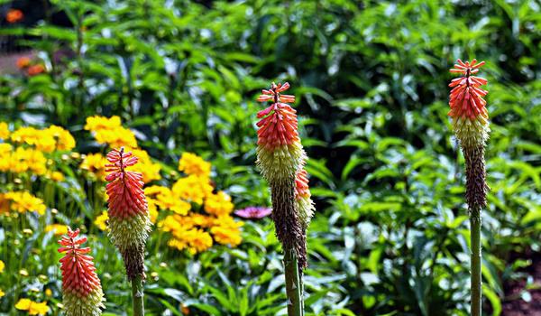 火炬花图片大全 火炬花花语及寓意 火炬花有哪些品种