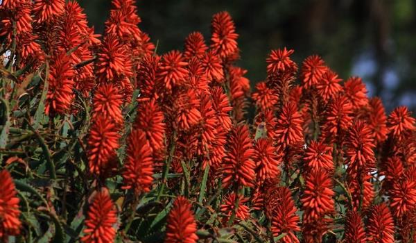 火炬花图片大全 火炬花花语及寓意 火炬花有哪些品种