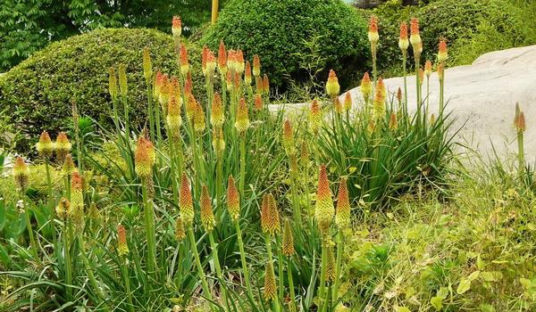 火炬花图片大全 火炬花花语及寓意 火炬花有哪些品种