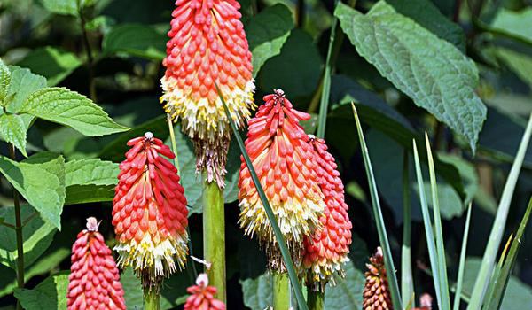 火炬花图片大全 火炬花花语及寓意 火炬花有哪些品种