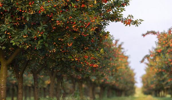 樱桃树的种植与管理技术 樱桃树的修剪多久？