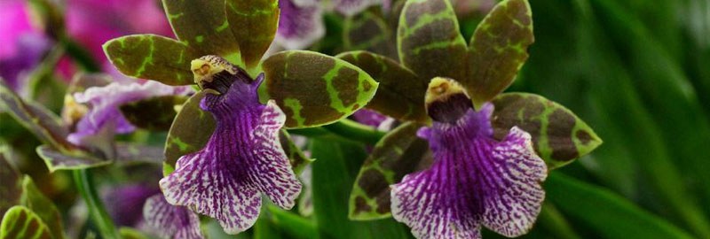 紫香兰养殖方法 注意浇水和施肥