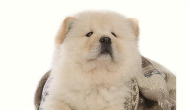 松狮训练多久?