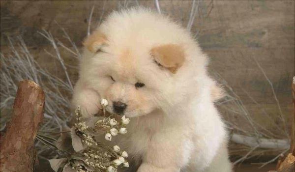 松狮训练多久?