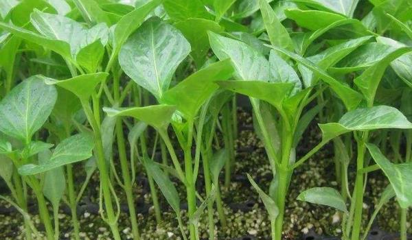 海椒种植时间和多久?