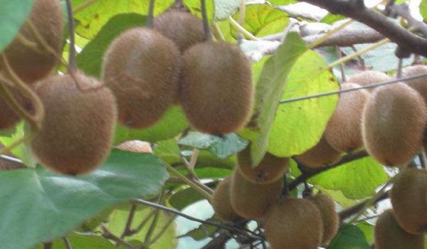 猕猴桃种植技术要点 密度取决于品种 间距多为3米乘4米