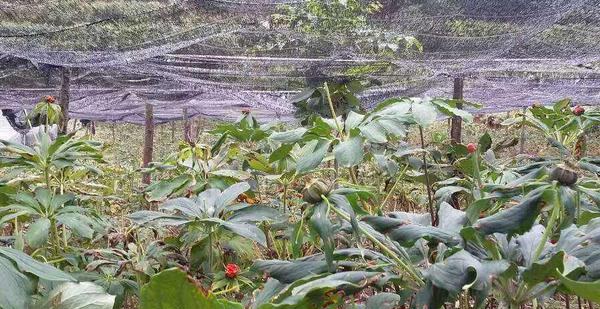 重楼种植条件 重楼人工种植多久？