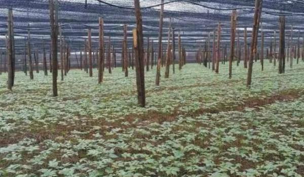 重楼种植条件 重楼人工种植多久？