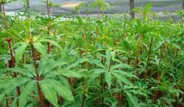 重楼种植条件 重楼人工种植多久？