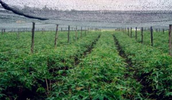 重楼种植条件 重楼人工种植多久？