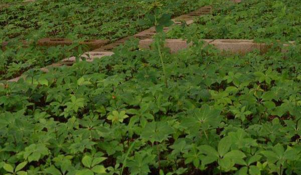 重楼种植条件 重楼人工种植多久？