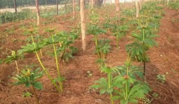 重楼种植条件 重楼人工种植多久？