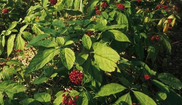 种植人参的技巧