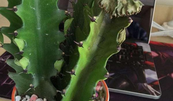 龙骨花的养殖方法几月份剪枝