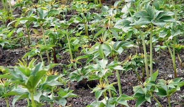 重楼怎么种植 重楼种植技术