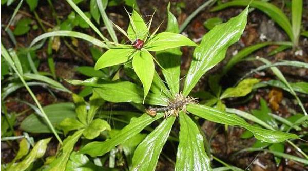 重楼怎么种植 重楼种植技术