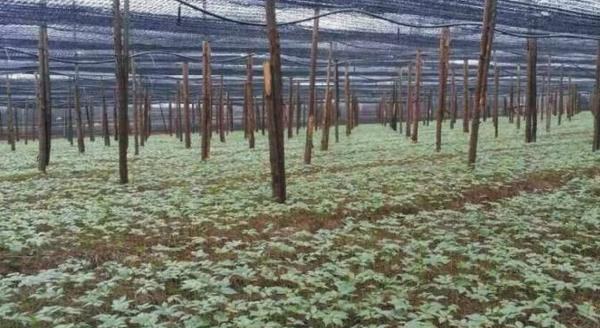 重楼怎么种植 重楼种植技术