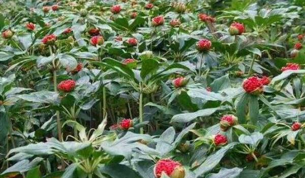 重楼怎么种植 重楼种植技术