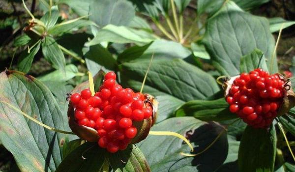 重楼怎么种植 重楼种植技术