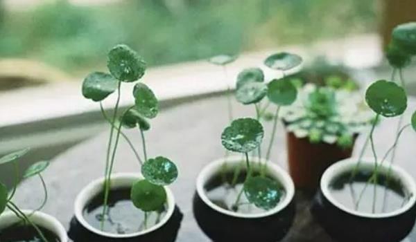 铜钱草图片大全 铜钱草长什么样 铜钱草花语及寓意