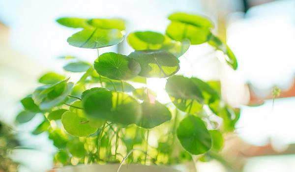 铜钱草图片大全 铜钱草长什么样 铜钱草花语及寓意