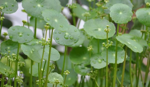 铜钱草图片大全 铜钱草长什么样 铜钱草花语及寓意