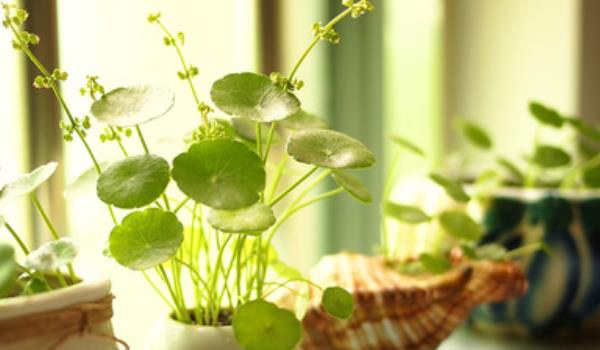 铜钱草图片大全 铜钱草长什么样 铜钱草花语及寓意