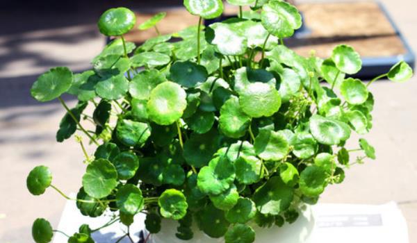 铜钱草图片大全 铜钱草长什么样 铜钱草花语及寓意