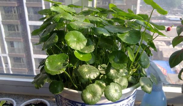 铜钱草图片大全 铜钱草长什么样 铜钱草花语及寓意