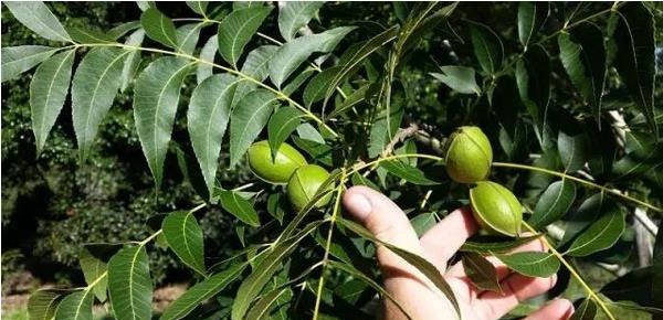 碧根果种植条件 碧根果适合种植地区