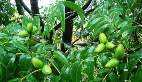 碧根果种植条件 碧根果适合种植地区