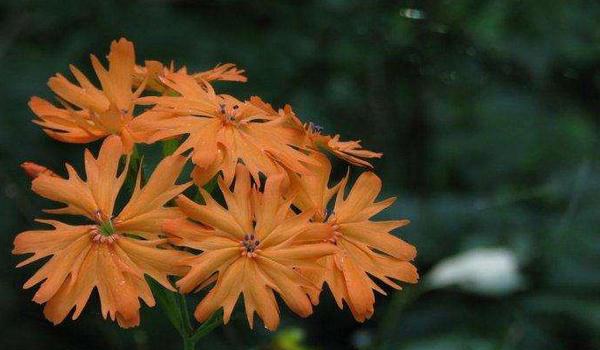 剪秋罗怎么种 剪秋罗种植方法与注意事项