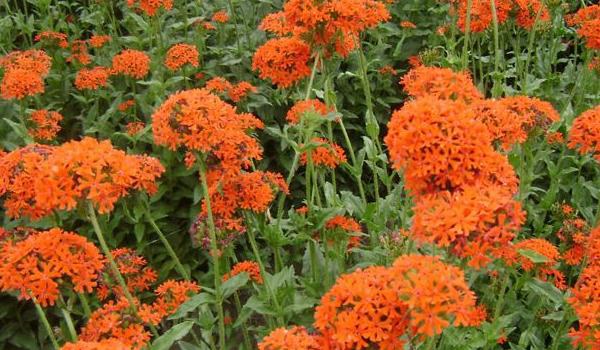 剪秋罗怎么种 剪秋罗种植方法与注意事项