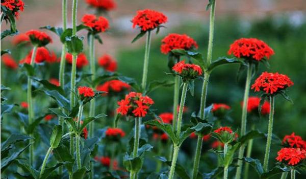 剪秋罗怎么种 剪秋罗种植方法与注意事项