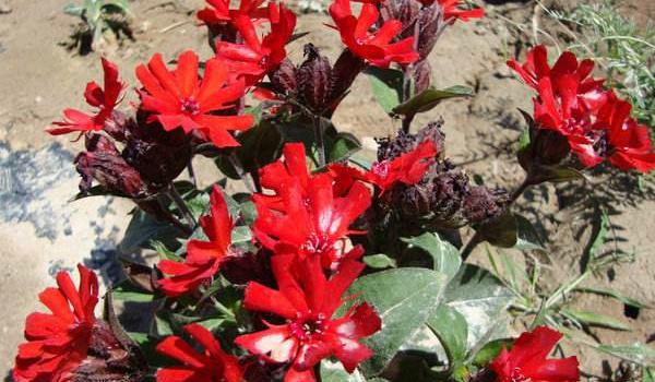 剪秋罗怎么种 剪秋罗种植方法与注意事项