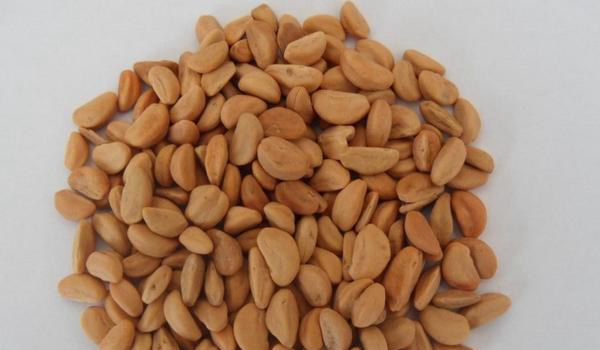 山楂籽的功效与作用