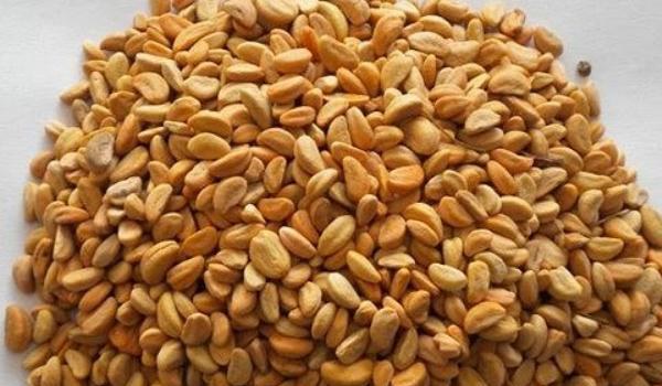 山楂籽的功效与作用