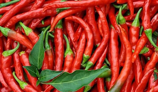 辣椒炒牛肉的做法大全 青椒炒牛肉的食用价值