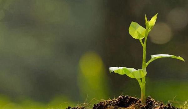 山楂籽的功效与作用