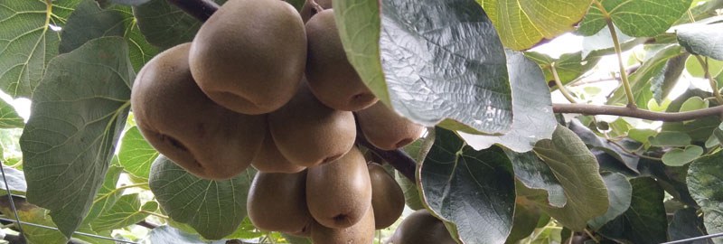 猕猴桃科学种植技术 常采用棚架栽培