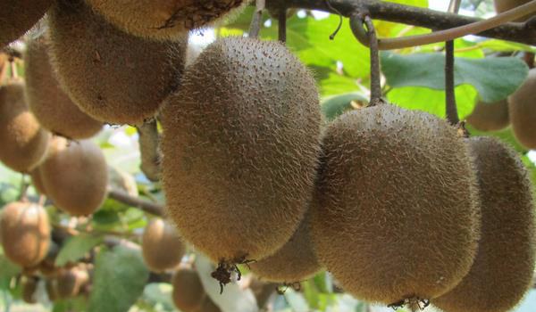 猕猴桃科学种植技术 常采用棚架栽培