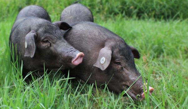 黑猪图片大全 中国十大黑猪品种是哪些 什么品种的黑猪最好
