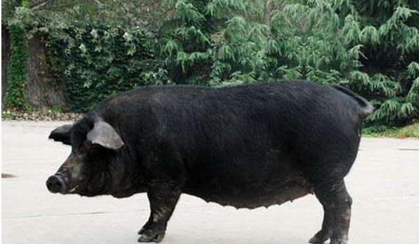 黑猪图片大全 中国十大黑猪品种是哪些 什么品种的黑猪最好