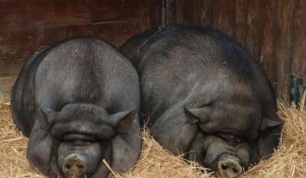 黑猪图片大全 中国十大黑猪品种是哪些 什么品种的黑猪最好
